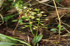 Chrysoglossum ornatum